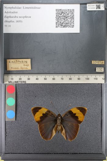 Media type: image;   Entomology 142636